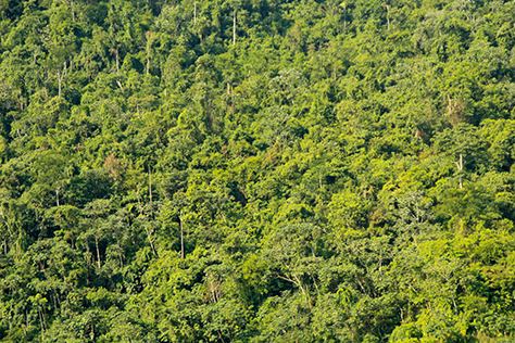 regenwald als CO2-Senke
